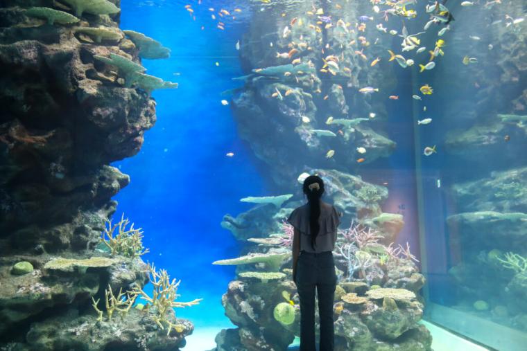西日本で唯一シロイルカがいる島根県浜田市水族館で「幸せのバブルリング」を見てきた！