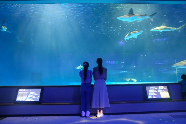 西日本で唯一シロイルカがいる島根県浜田市水族館で「幸せのバブルリング」を見てきた！