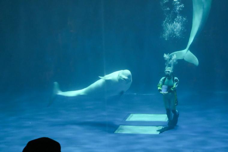 西日本で唯一シロイルカがいる島根県浜田市水族館で「幸せのバブルリング」を見てきた！