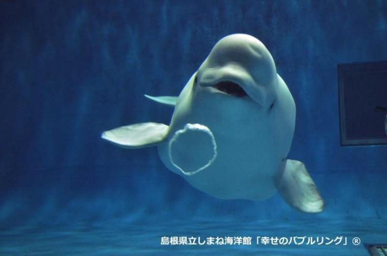 西日本で唯一シロイルカがいる島根県浜田市水族館で「幸せのバブルリング」を見てきた！