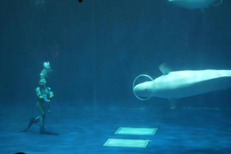 西日本で唯一シロイルカがいる島根県浜田市水族館で「幸せのバブルリング」を見てきた！