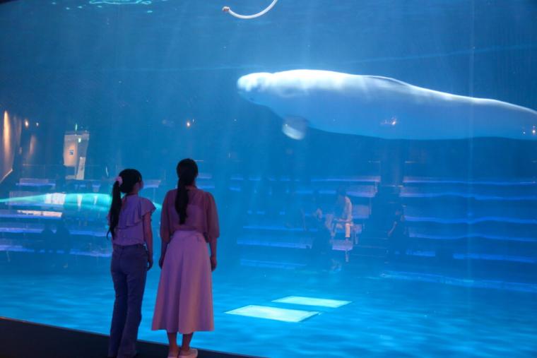 西日本で唯一シロイルカがいる島根県浜田市水族館で「幸せのバブルリング」を見てきた！