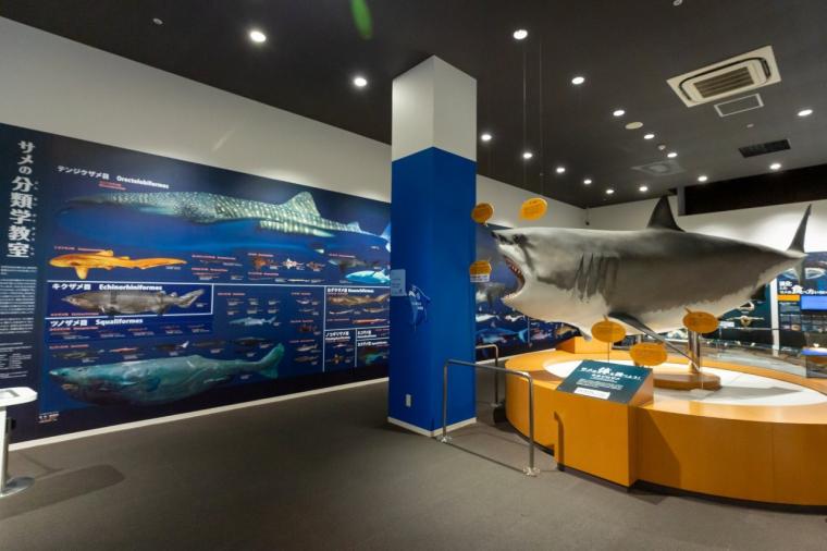 シャークミュージアム