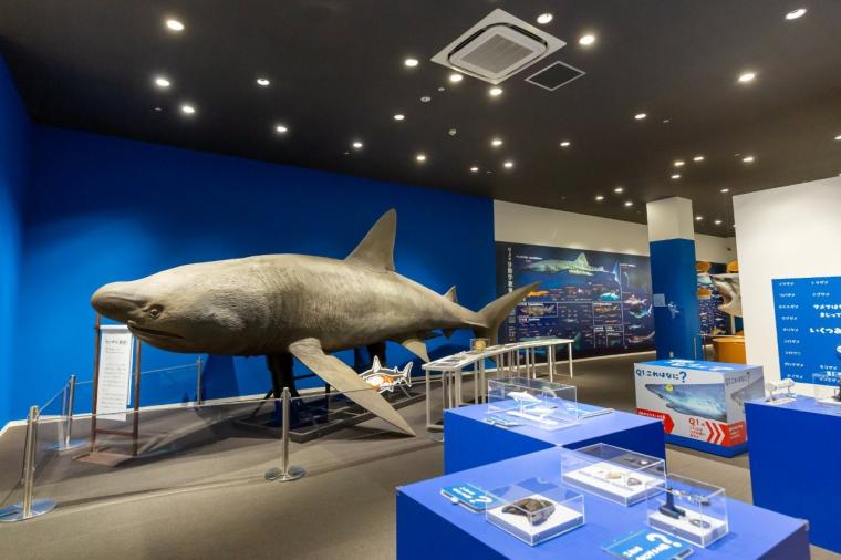 シャークミュージアム