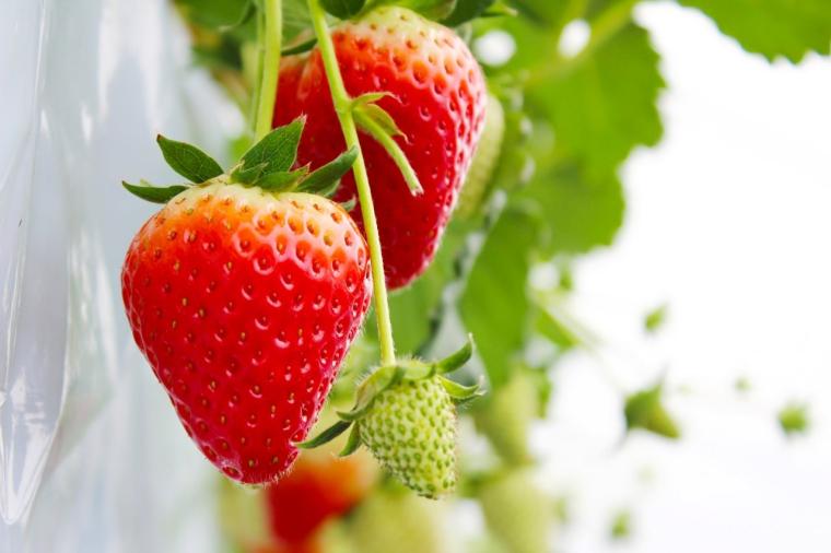 JRフルーツパーク仙台あらはま