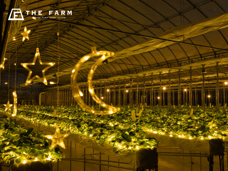 「THE FARM 星空いちご園」温室1