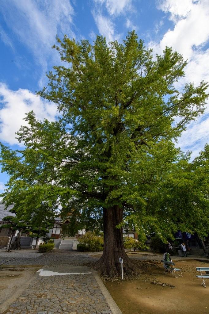 五番札所 無尽山 荘厳院 地蔵寺（むじんざん しょうごんいん じぞうじ）