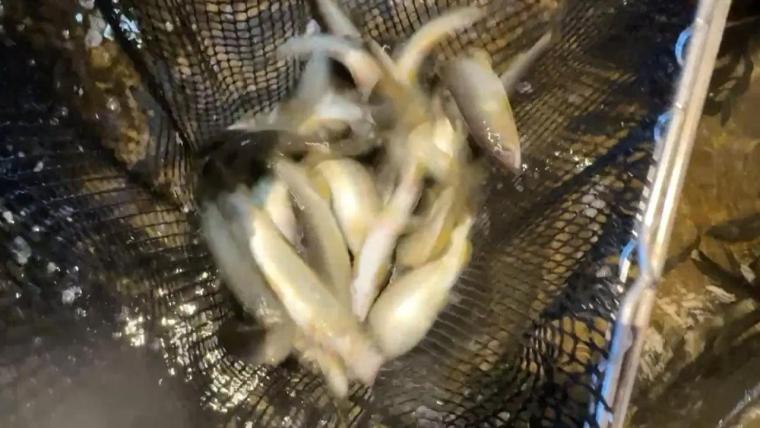 小ぶりで骨までやわらか！清流のめぐみ 庄川鮎を堪能【鮎料理専門店鮎や】