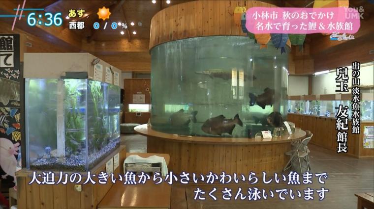 宮崎県小林市・出の山公園で味わう“鯉料理”と”水族館”