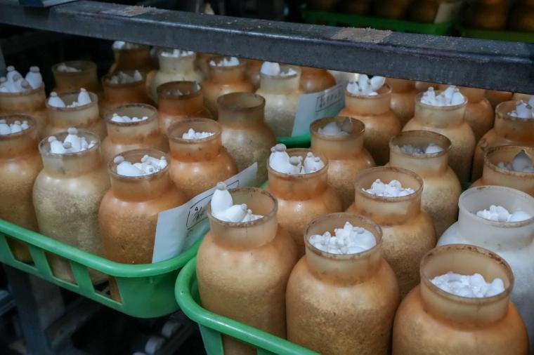 鳥取の山奥にあるキノコ工場！見学＆もぎ採り体験を楽しめる！