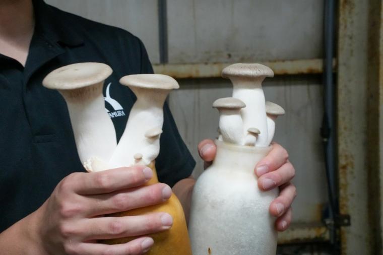 鳥取の山奥にあるキノコ工場！見学＆もぎ採り体験を楽しめる！