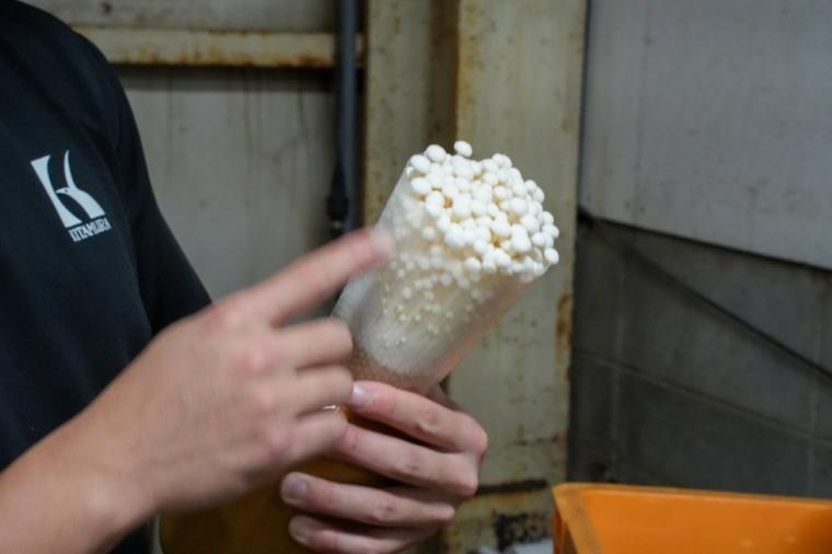 鳥取の山奥にあるキノコ工場！見学＆もぎ採り体験を楽しめる！