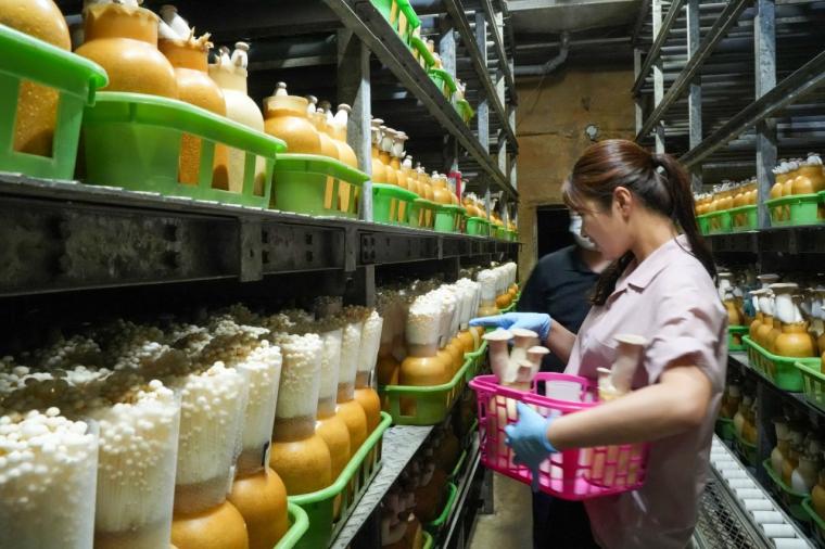 鳥取の山奥にあるキノコ工場！見学＆もぎ採り体験を楽しめる！