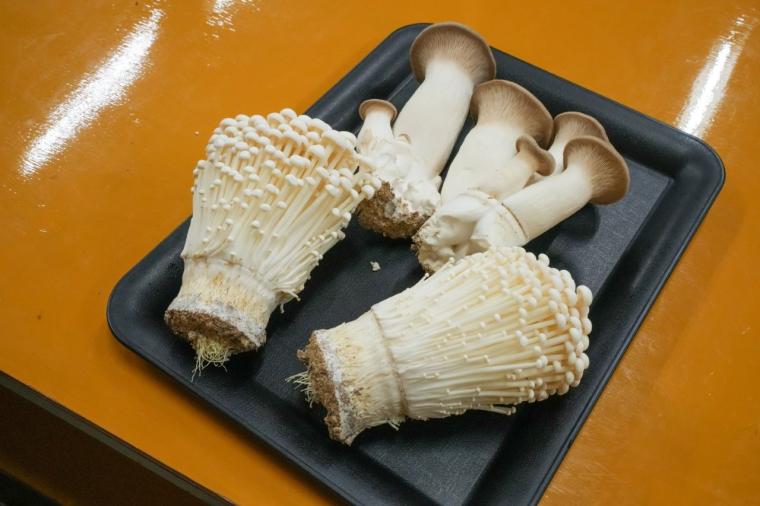 鳥取の山奥にあるキノコ工場！見学＆もぎ採り体験を楽しめる！