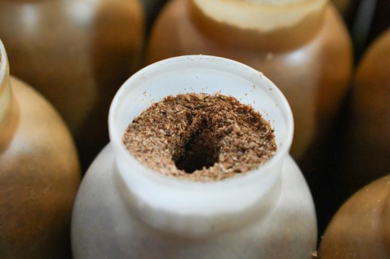 鳥取の山奥にあるキノコ工場！見学＆もぎ採り体験を楽しめる！