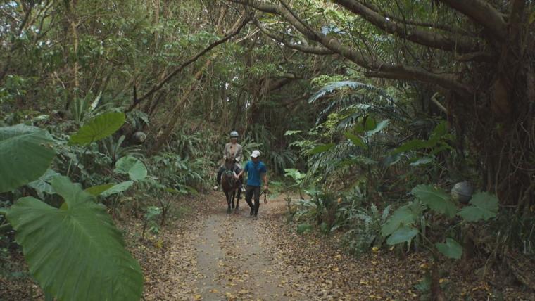 与那国馬の温もりに癒やされる！南城市の自然を満喫する乗馬体験「うみかぜホースファーム」（南城市）