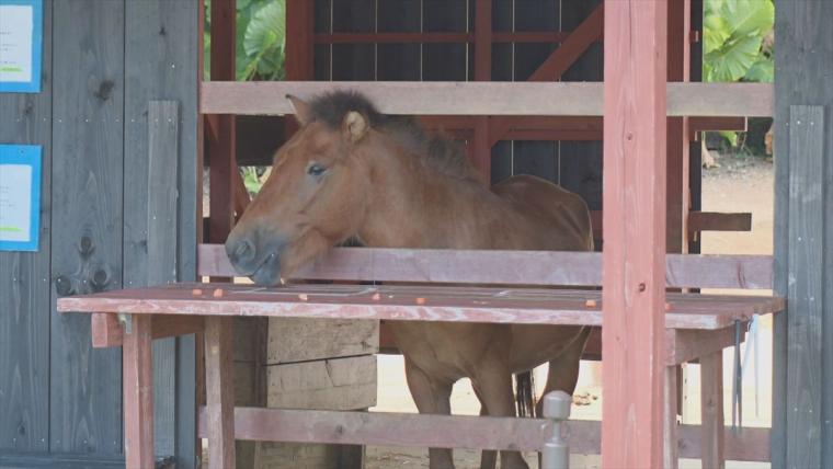 与那国馬の温もりに癒やされる！南城市の自然を満喫する乗馬体験「うみかぜホースファーム」（南城市）