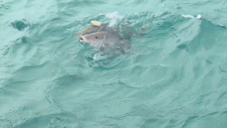 雨の日でも遊べる！海中観察・キッズスペース・プラネタリウムをめぐる親子ゆいレール散歩（那覇市）