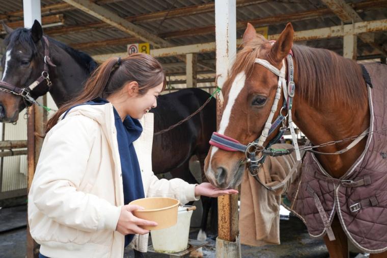 2026 年・午年に注目！馬にまつわる神社や元競走馬にもふれあう“開運うま旅”in 鳥取