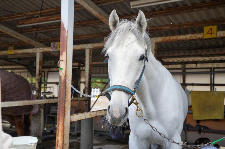 2026 年・午年に注目！馬にまつわる神社や元競走馬にもふれあう“開運うま旅”in 鳥取