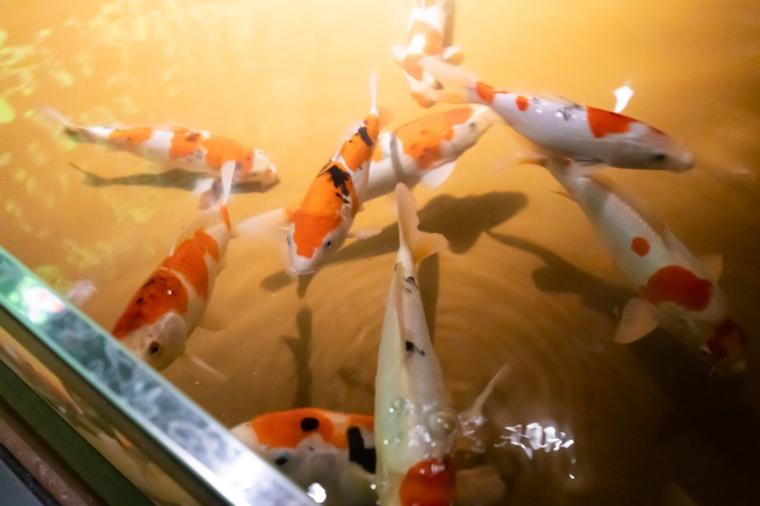 水や森とアートが融合！五感で巡る「広島もとまち水族館」の楽しみ方ガイド