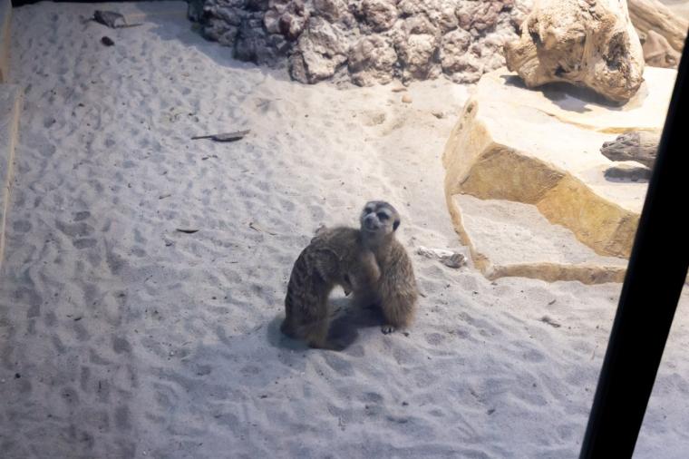水や森とアートが融合！五感で巡る「広島もとまち水族館」の楽しみ方ガイド