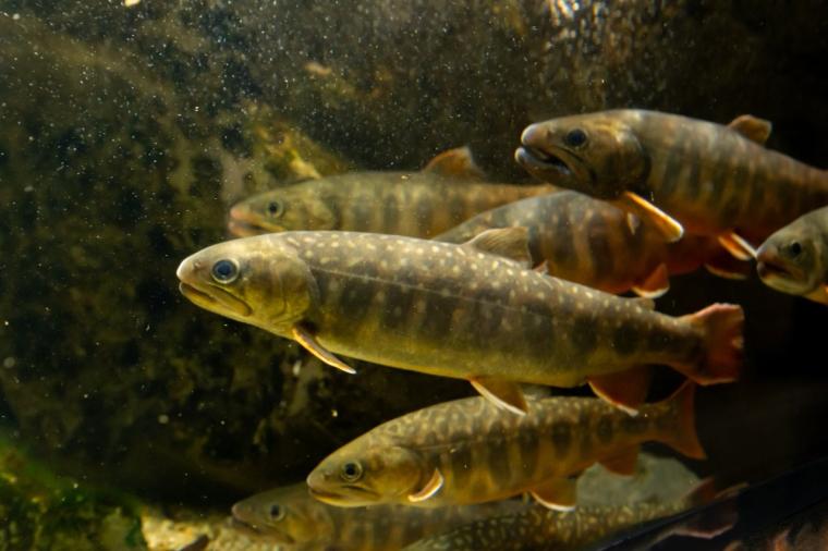 水や森とアートが融合！五感で巡る「広島もとまち水族館」の楽しみ方ガイド