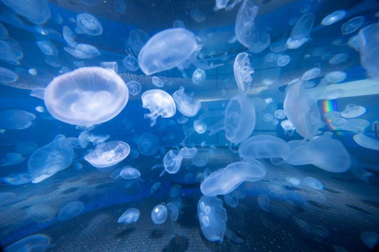 水や森とアートが融合！五感で巡る「広島もとまち水族館」の楽しみ方ガイド