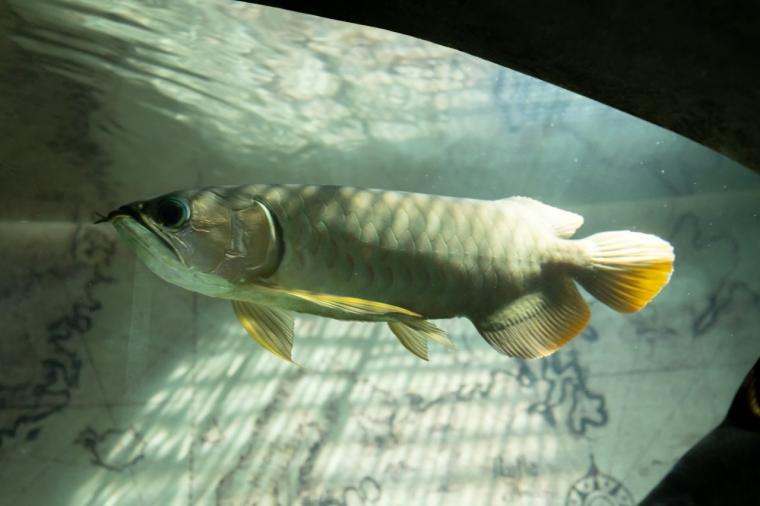 水や森とアートが融合！五感で巡る「広島もとまち水族館」の楽しみ方ガイド