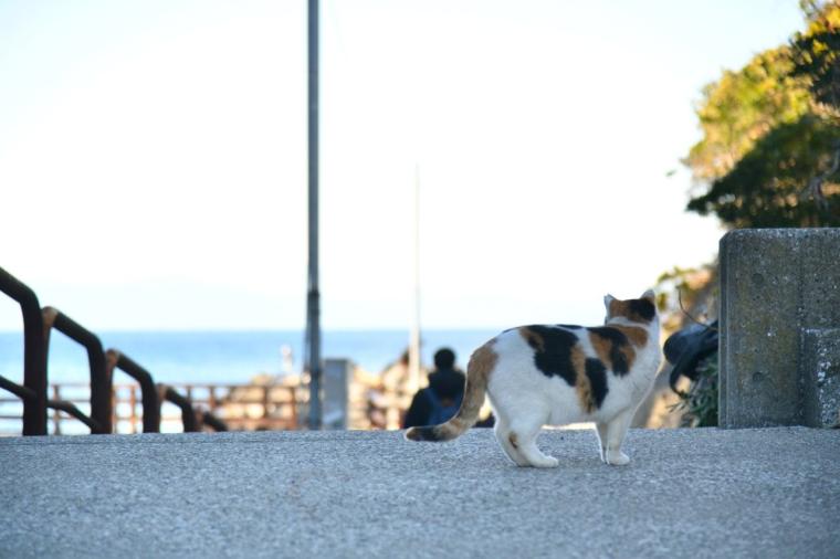 インクルーシブ旅が好きなあなたに！京急「みさきまぐろきっぷ」で楽しむ湘南の休日