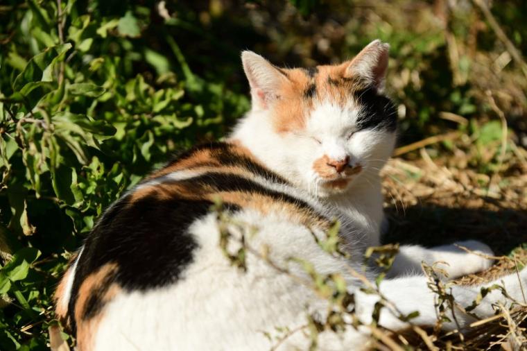 インクルーシブ旅が好きなあなたに！京急「みさきまぐろきっぷ」で楽しむ湘南の休日