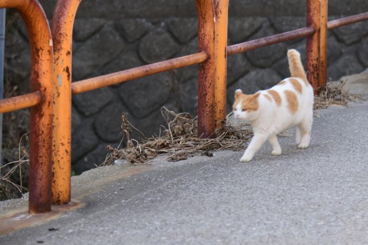 インクルーシブ旅が好きなあなたに！京急「みさきまぐろきっぷ」で楽しむ湘南の休日