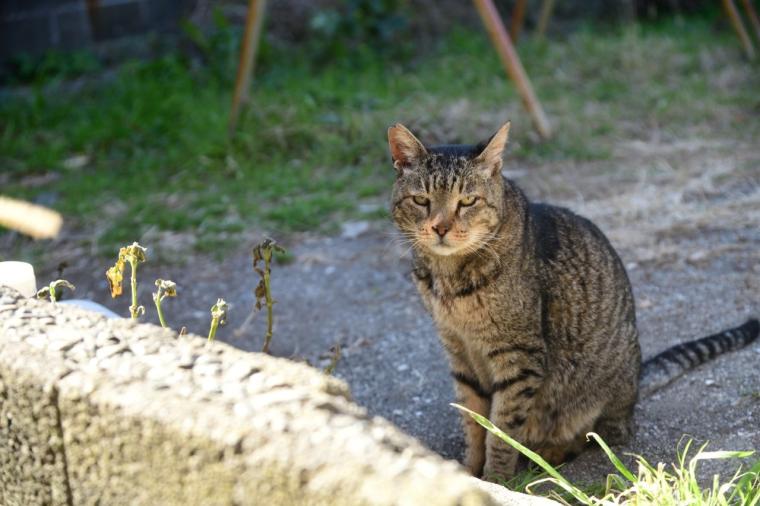 インクルーシブ旅が好きなあなたに！京急「みさきまぐろきっぷ」で楽しむ湘南の休日