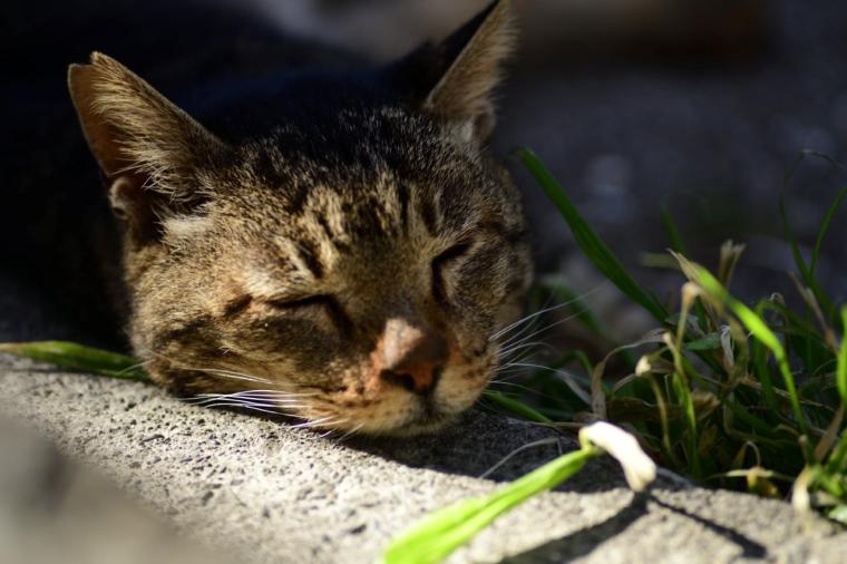 インクルーシブ旅が好きなあなたに！京急「みさきまぐろきっぷ」で楽しむ湘南の休日