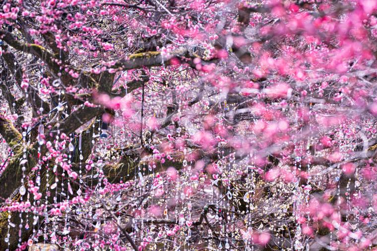 「KYOTO NIPPON FESTIVAL」《光と花の庭》1