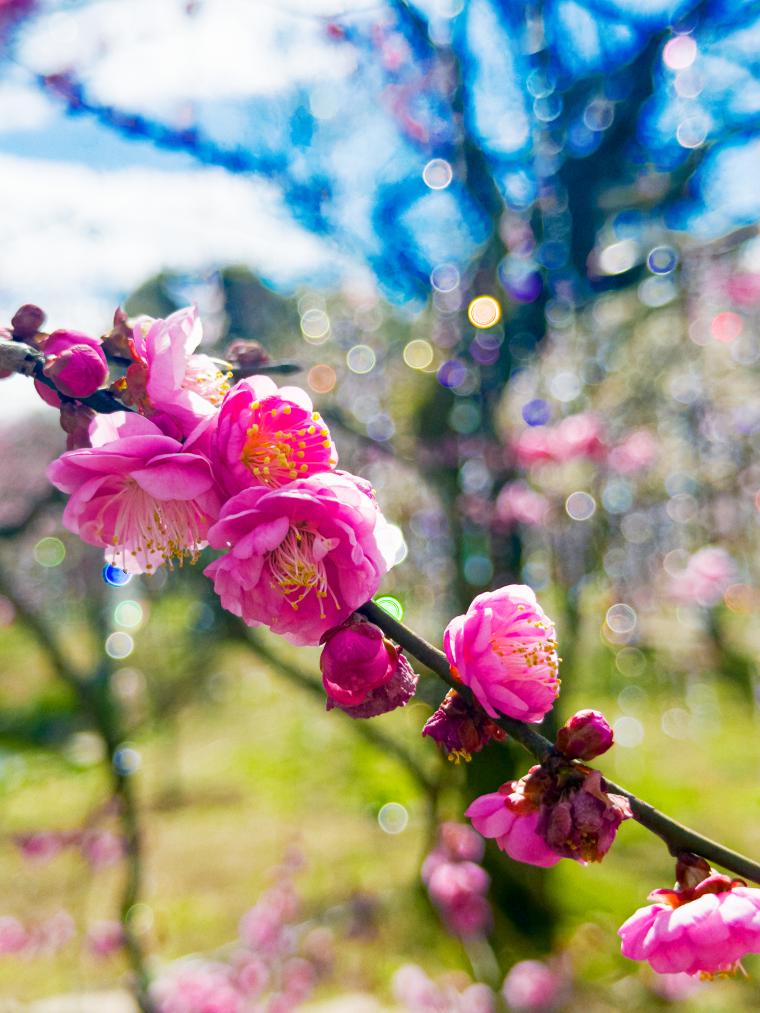 「KYOTO NIPPON FESTIVAL」梅