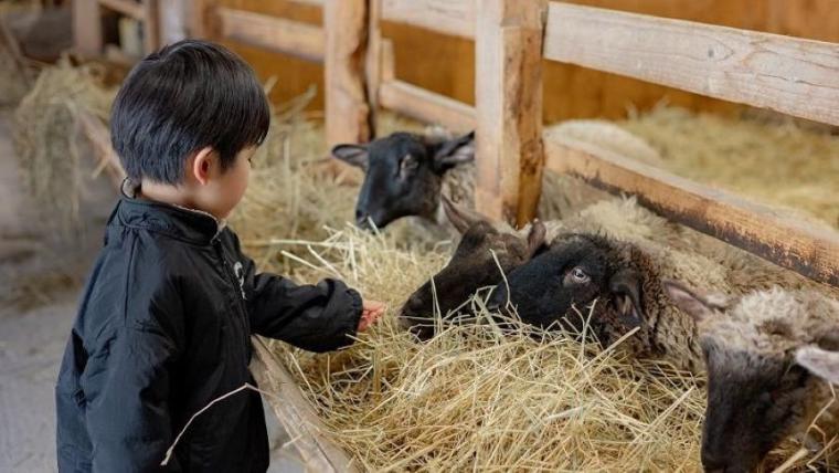 真冬でも動物たちとふれあえる！北海道・美瑛の「超レア」な牧場を獣医師ママライターが解説