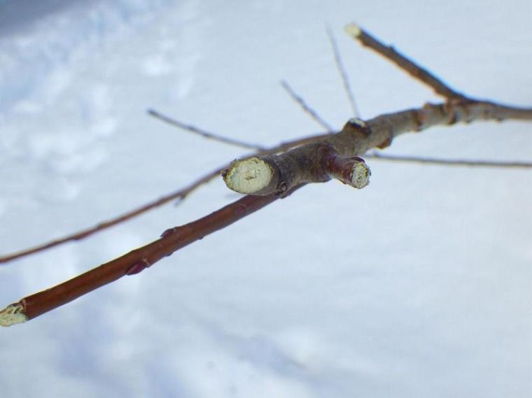 シマエナガに会えるかも！冬の森で大活躍するアイテムとは 森で働くスタッフが解説