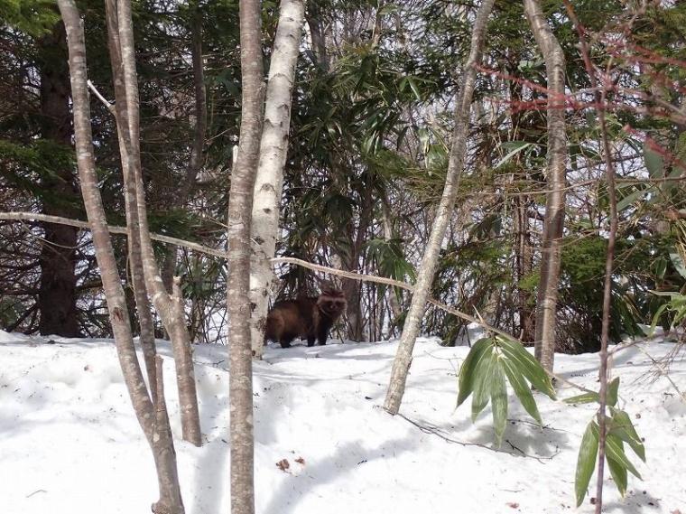 シマエナガに会えるかも！冬の森で大活躍するアイテムとは 森で働くスタッフが解説