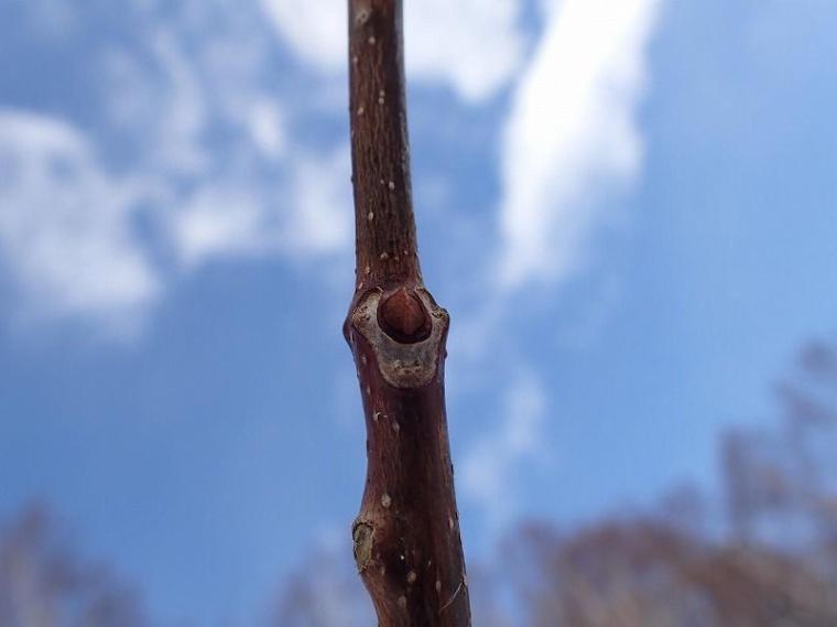 シマエナガに会えるかも！冬の森で大活躍するアイテムとは 森で働くスタッフが解説