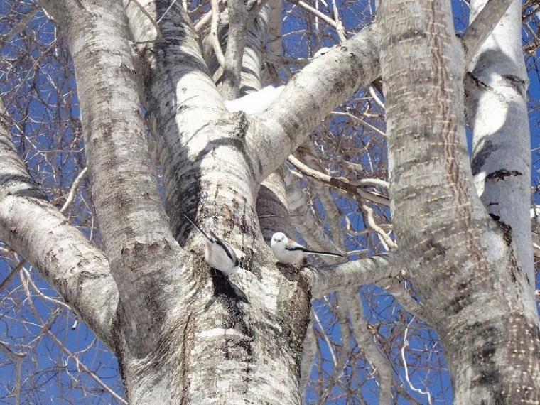 シマエナガに会えるかも！冬の森で大活躍するアイテムとは 森で働くスタッフが解説