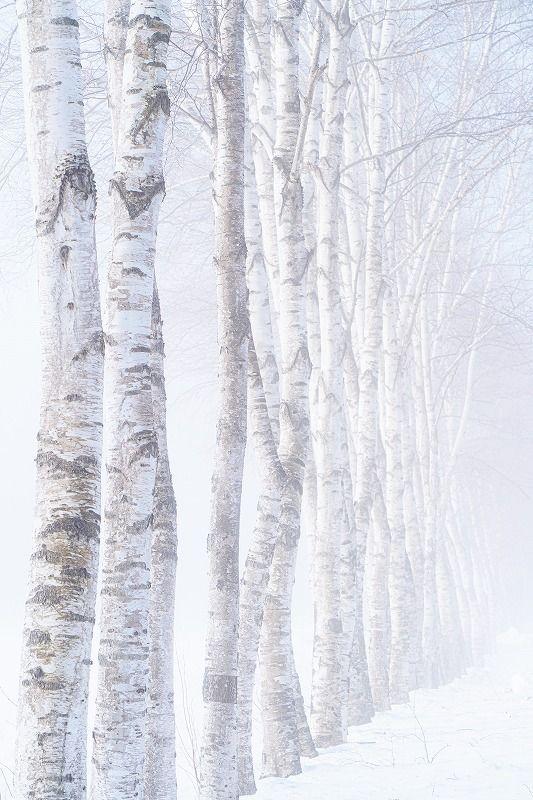 「見るもの全てを非日常の景色に」霧の魔法にかかった真っ白な十勝平野【北海道の絶景・写真 11 枚】
