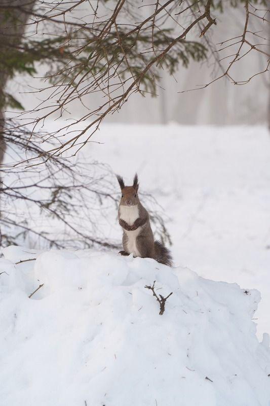 「見るもの全てを非日常の景色に」霧の魔法にかかった真っ白な十勝平野【北海道の絶景・写真 11 枚】