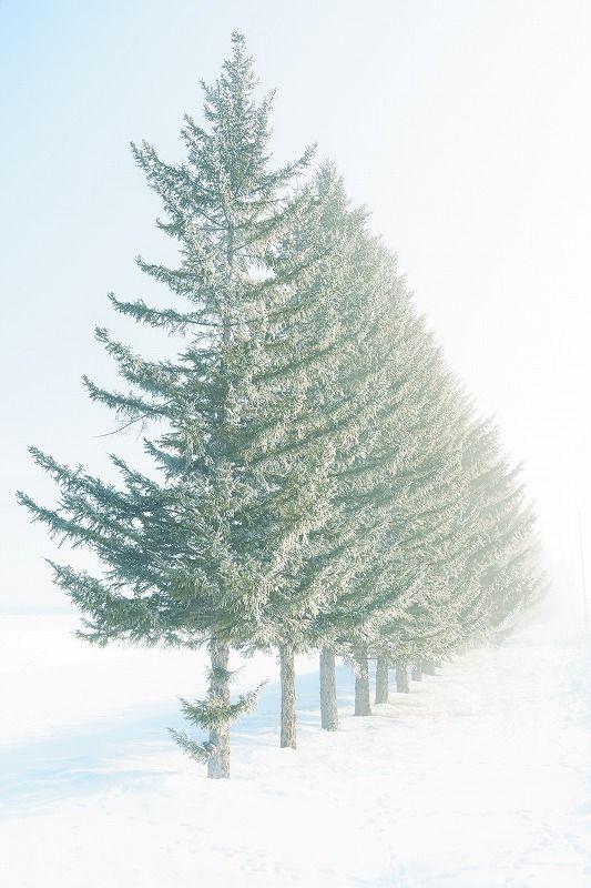 「見るもの全てを非日常の景色に」霧の魔法にかかった真っ白な十勝平野【北海道の絶景・写真 11 枚】