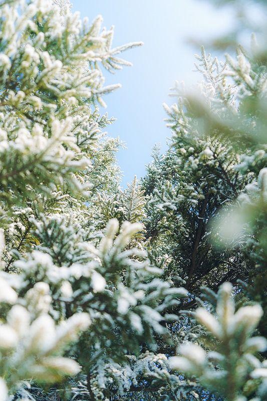 「見るもの全てを非日常の景色に」霧の魔法にかかった真っ白な十勝平野【北海道の絶景・写真 11 枚】