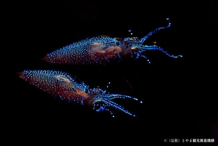 息をのむ美しさの光る海×ほたるいかグルメ【滑川ほたるいか海上観光】4～5 月上旬だけの絶景！