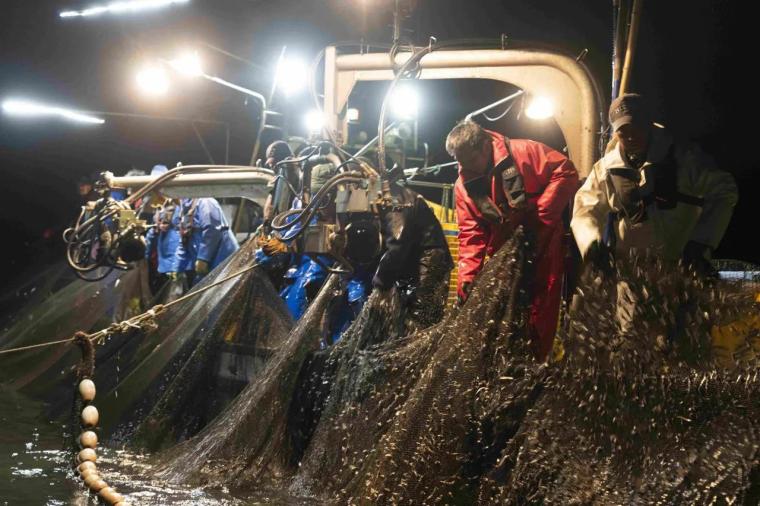 息をのむ美しさの光る海×ほたるいかグルメ【滑川ほたるいか海上観光】4～5 月上旬だけの絶景！