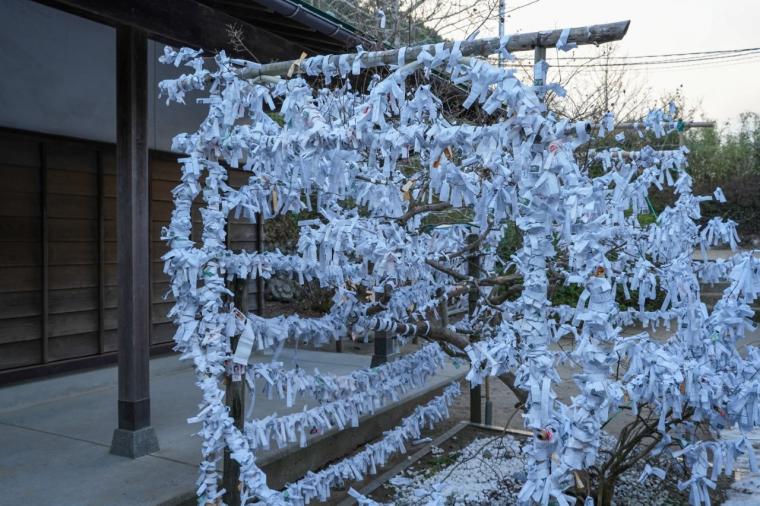 2026 年運気 UP！縁起の良い神社やパワースポットを巡る鳥取旅
