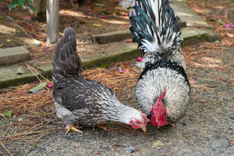 2026 年運気 UP！縁起の良い神社やパワースポットを巡る鳥取旅