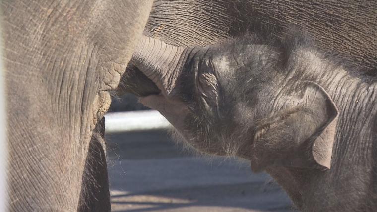 【大分】アフリカンサファリにゾウの赤ちゃん 1 か月で 142 キロに